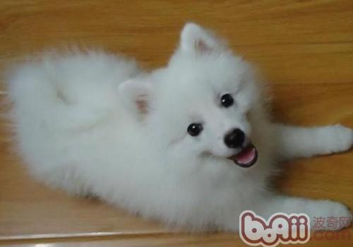 Dog no What are the foods that are easy to digest?