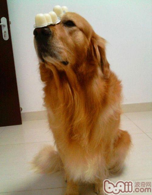The key points of walking with a golden retriever