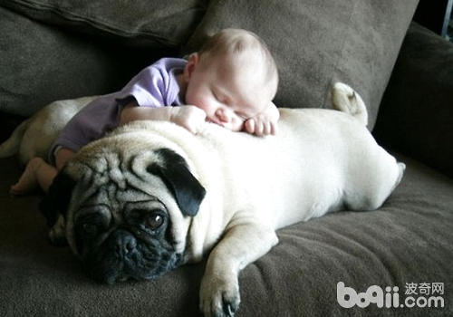 Let children Establish a correct hierarchy relationship with dogs