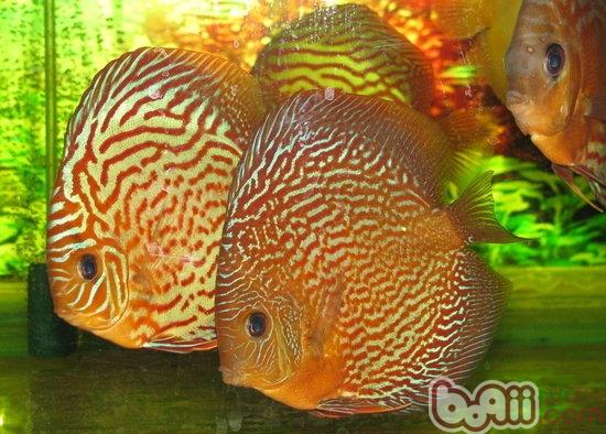 What are the important types of colorful mermaids