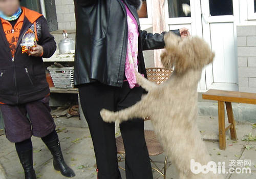 Why do dogs Will break up