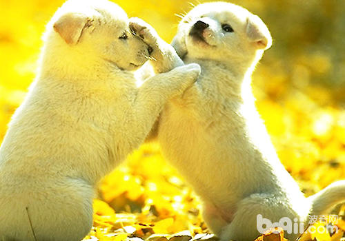 What parts of a dog are easily injured in a fight