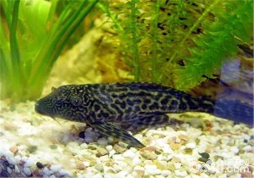 Why the scavenger is the best trash fish
